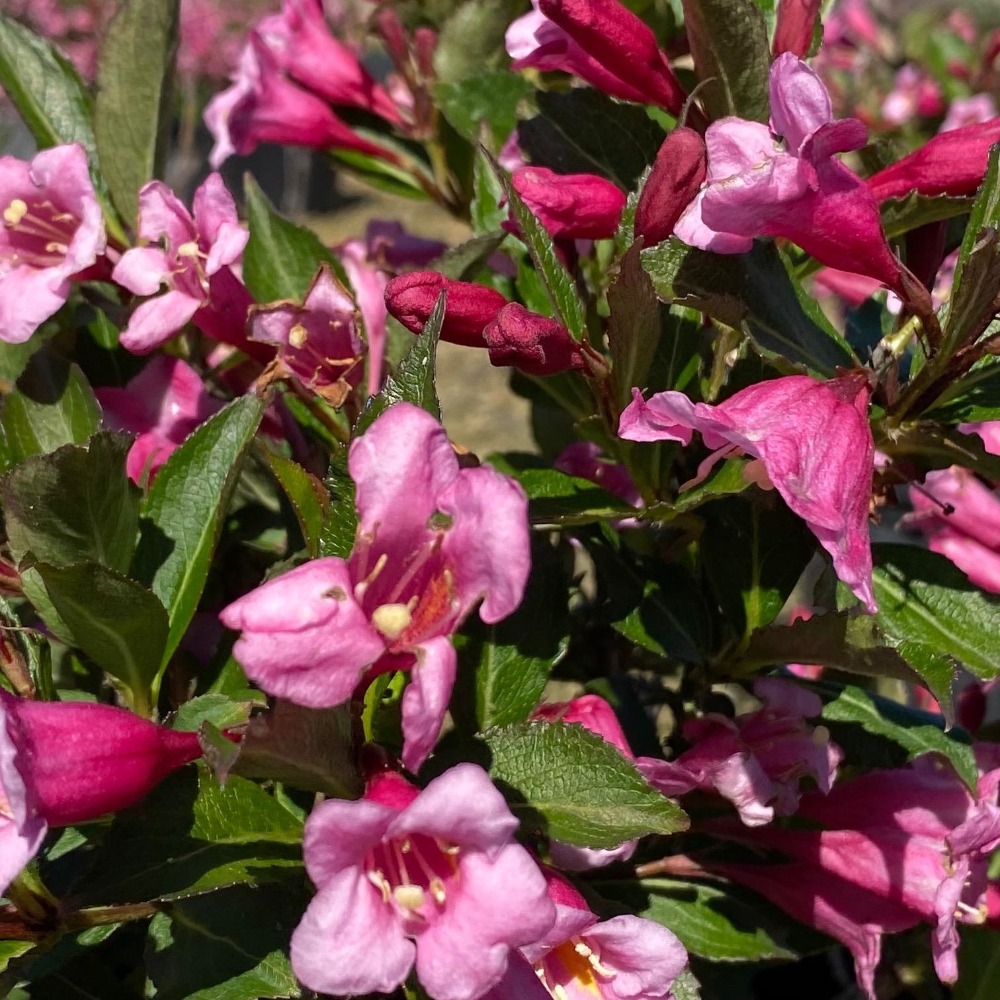 Weigela florida Minuet Listnaté dřeviny Zahradnictví Franc